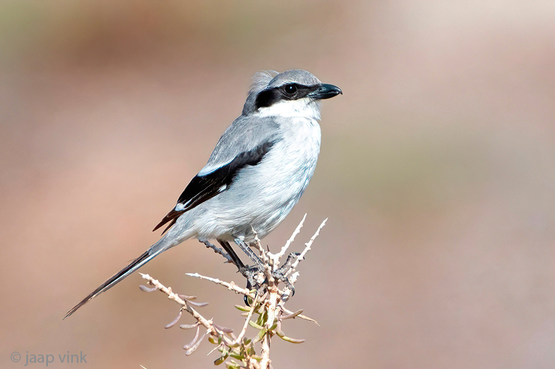 Canary Islands Desert Grey Shrike - Canarische Woestijnklapekster - Lanius meridionalis koenigi