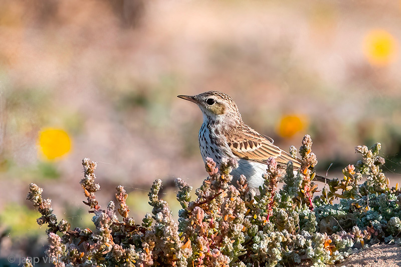 Berthelots Pipit - Berthelots pieper - Anthus berthelotii