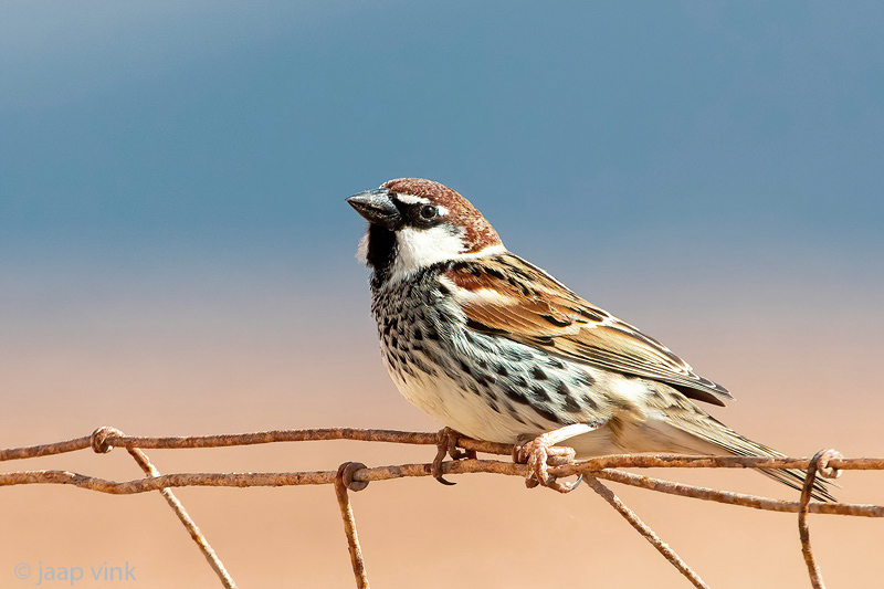 Spanish Sparrow - Spaanse Mus - Passer hispaniolensis