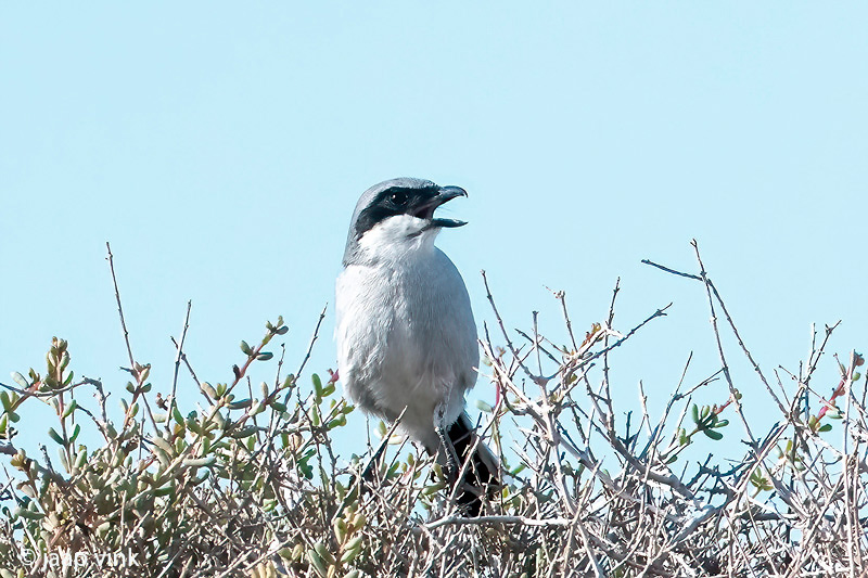 Canary Islands Desert Grey Shrike - Canarische Woestijnklapekster - Lanius meridionalis koenigi