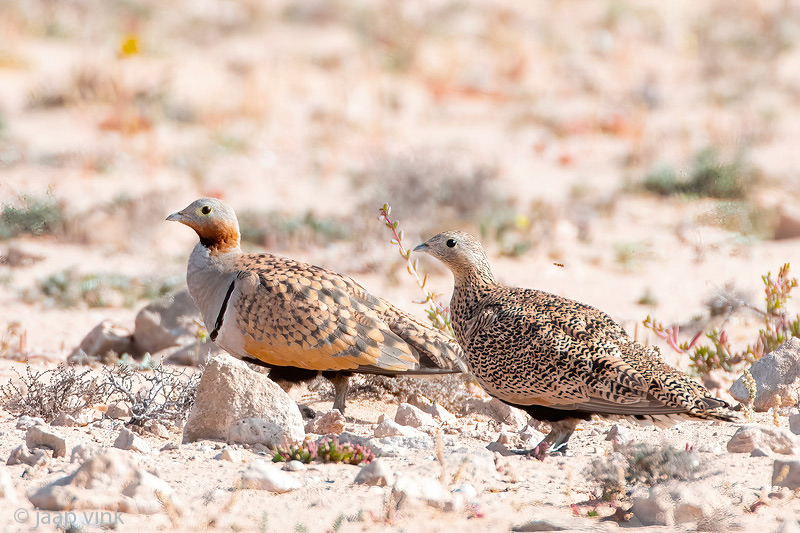 Black-bellied Sandgrouse - Zwartbuikzandhoen - Pterocles orientalis