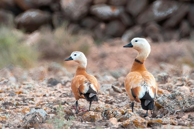 Ruddy Shelduck - Casarca - Tadorna ferruginea