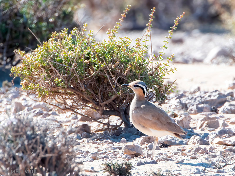 Cream-coloured Courser - Renvogel - Cursorius cursor
