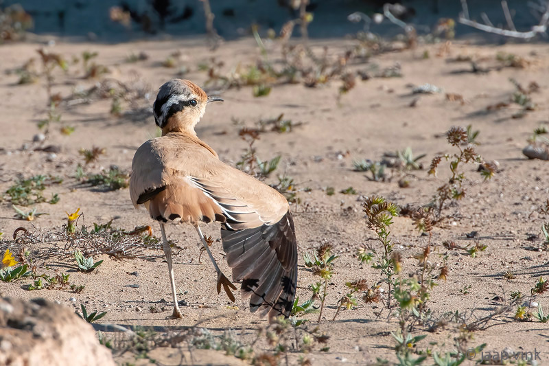 Cream-coloured Courser - Renvogel - Cursorius cursor