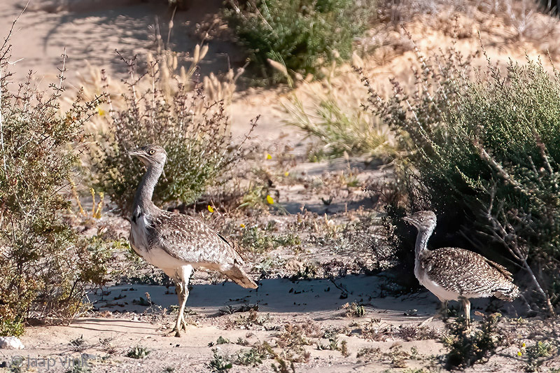 Houbara Bustard - Westelijke Kraagtrap - Chlamydotis undulata fuertaventurae