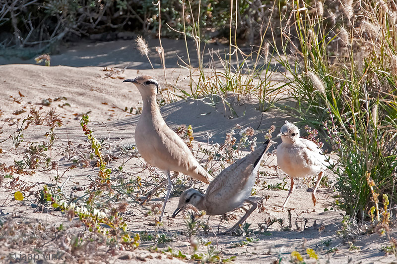 Cream-coloured Courser - Renvogel - Cursorius cursor