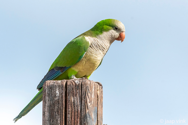 Monk Parakeet - Monniksparkiet - Myiopsitta monachus