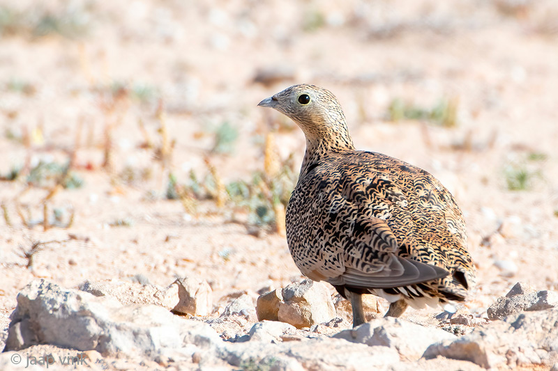Black-bellied Sandgrouse - Zwartbuikzandhoen - Pterocles orientalis