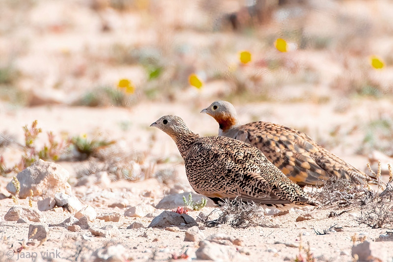 Black-bellied Sandgrouse - Zwartbuikzandhoen - Pterocles orientalis