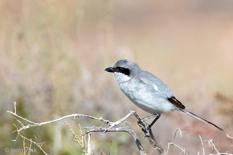 Canary Islands Desert Grey Shrike - Canarische Woestijnklapekster - Lanius meridionalis koenigi