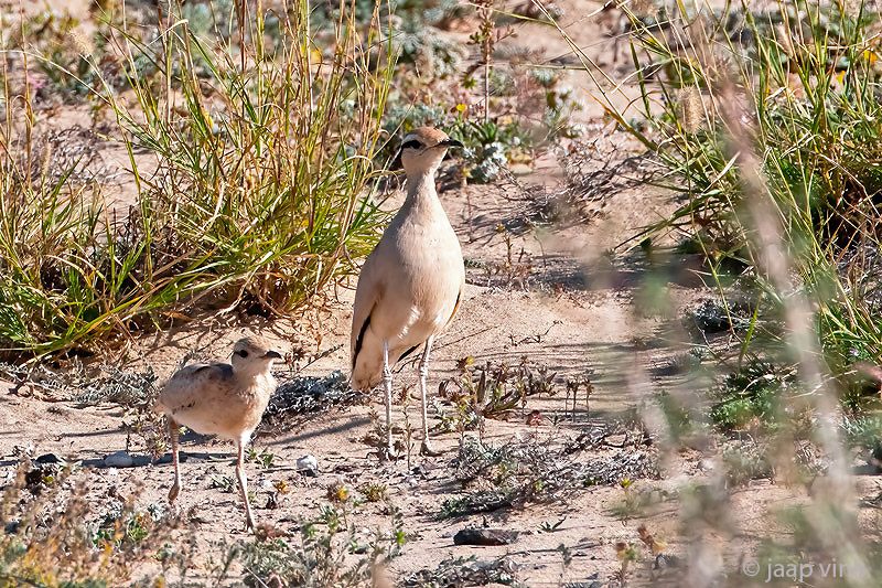Cream-coloured Courser - Renvogel - Cursorius cursor