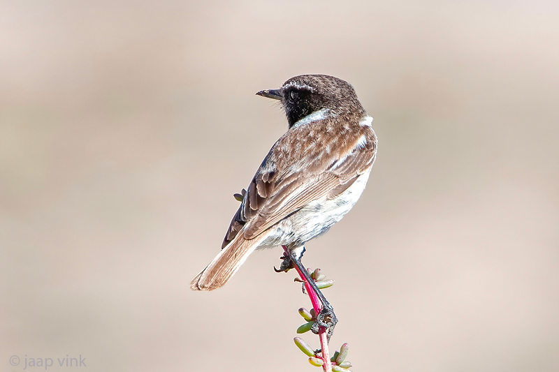 Canary Islands Stonechat - Canarische Roodborsttapuit - Saxicola dacotiae