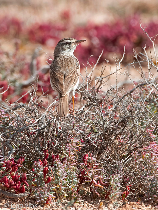 Berthelots Pipit - Berthelots pieper - Anthus berthelotii