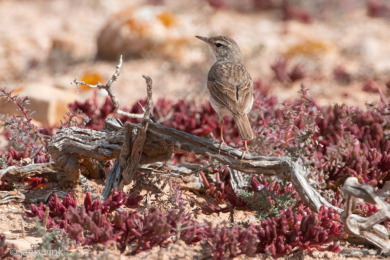 Berthelots Pipit - Berthelots pieper - Anthus berthelotii