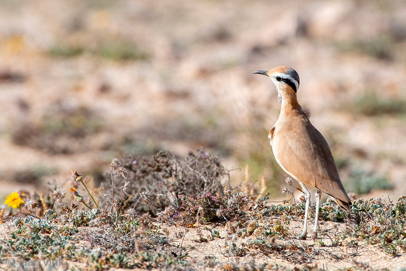 Cream-coloured Courser - Renvogel - Cursorius cursor