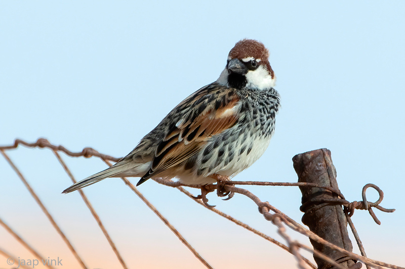 Spanish Sparrow - Spaanse Mus - Passer hispaniolensis