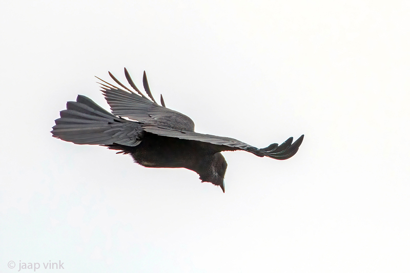 Raven - Raaf - Corvus corax