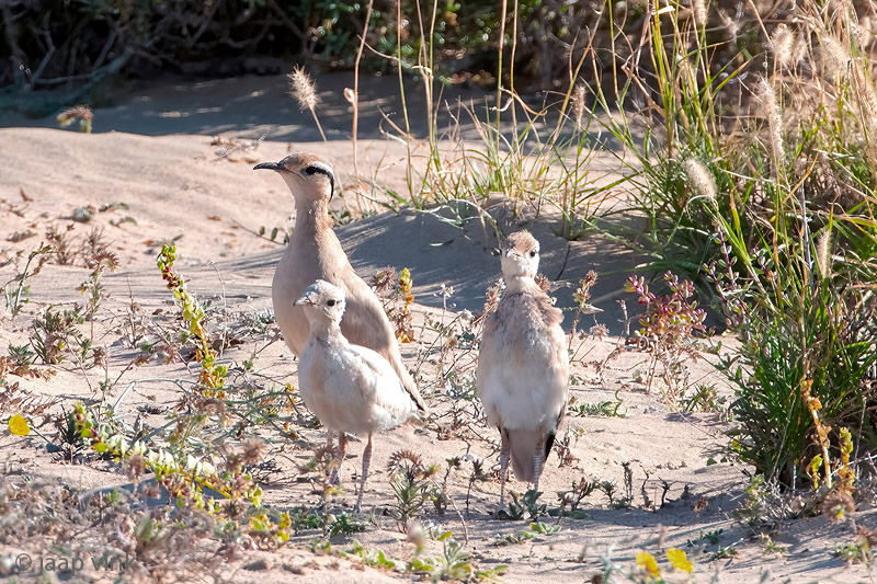 Cream-coloured Courser - Renvogel - Cursorius cursor