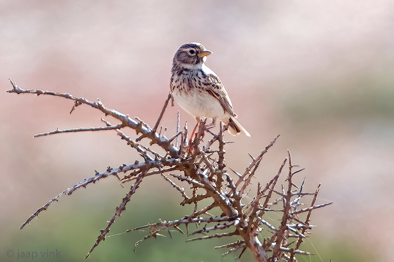 Mediterranean short-toed lark - Kleine Kortteenleeuwerik - Alaudala rufescens