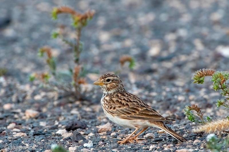Mediterranean short-toed lark - Kleine Kortteenleeuwerik - Alaudala rufescens