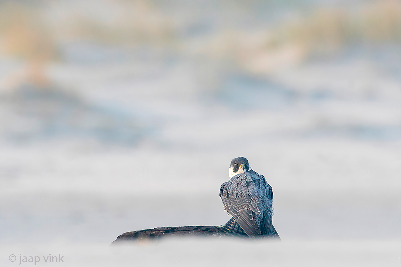 Peregrine - Slechtvalk - Falco peregrinus