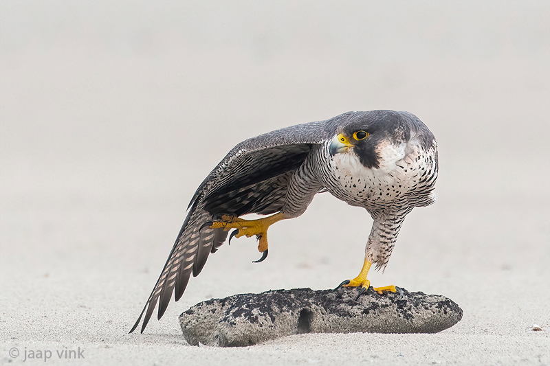 Peregrine - Slechtvalk - Falco peregrinus