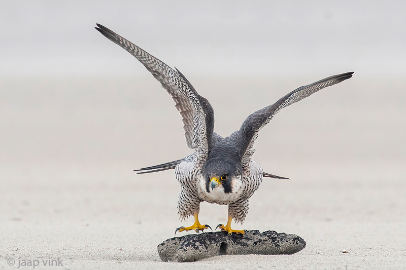 Peregrine - Slechtvalk - Falco peregrinus
