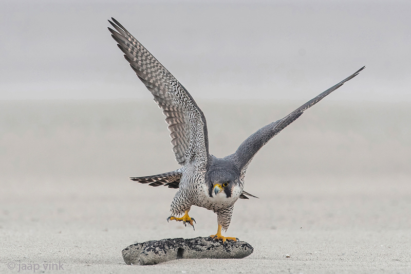 Peregrine - Slechtvalk - Falco peregrinus