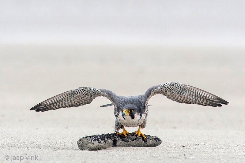 Peregrine - Slechtvalk - Falco peregrinus