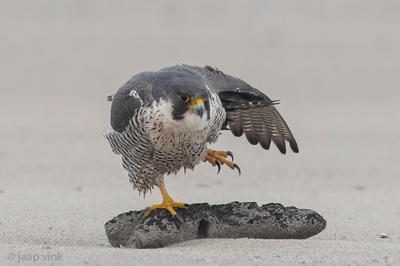 Peregrine - Slechtvalk - Falco peregrinus