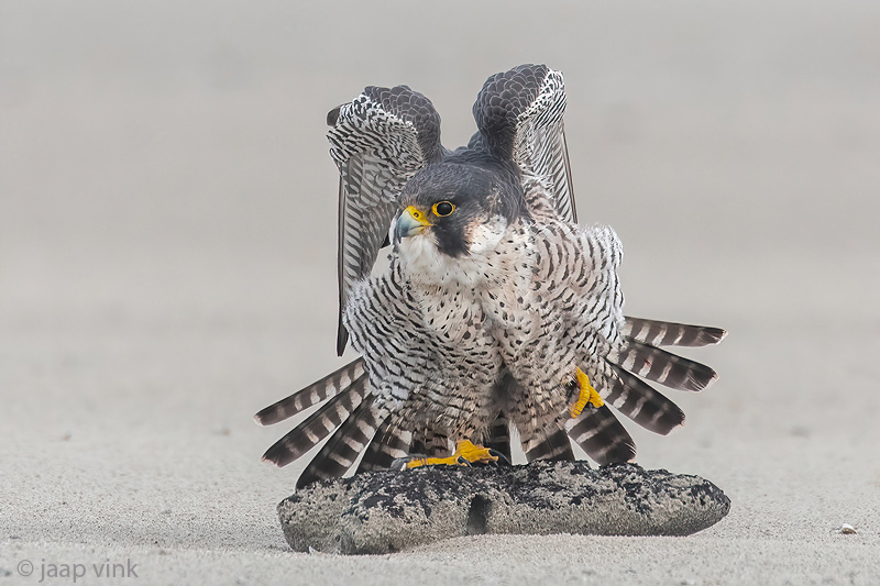 Peregrine - Slechtvalk - Falco peregrinus