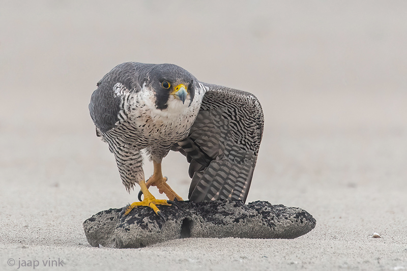 Peregrine - Slechtvalk - Falco peregrinus