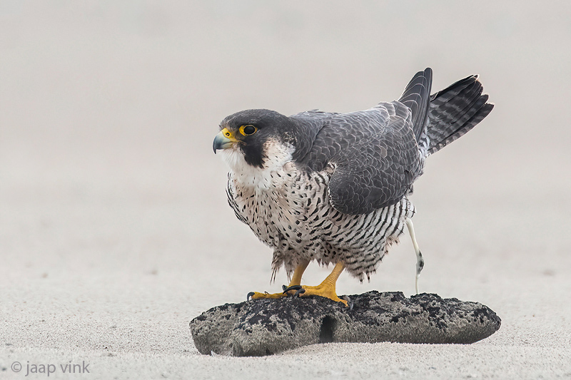 Peregrine - Slechtvalk - Falco peregrinus