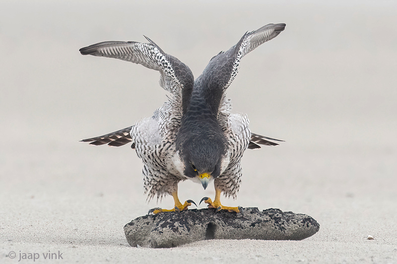 Peregrine - Slechtvalk - Falco peregrinus