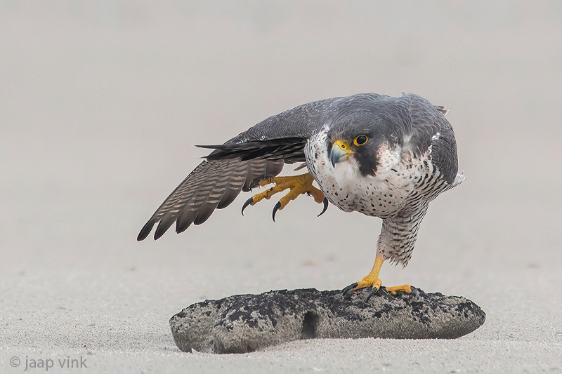 Peregrine - Slechtvalk - Falco peregrinus