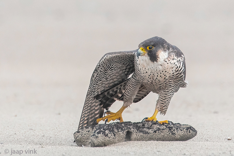Peregrine - Slechtvalk - Falco peregrinus