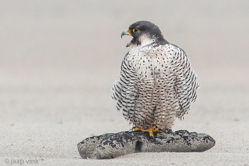Peregrine - Slechtvalk - Falco peregrinus
