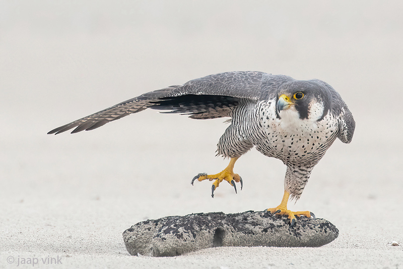 Peregrine - Slechtvalk - Falco peregrinus