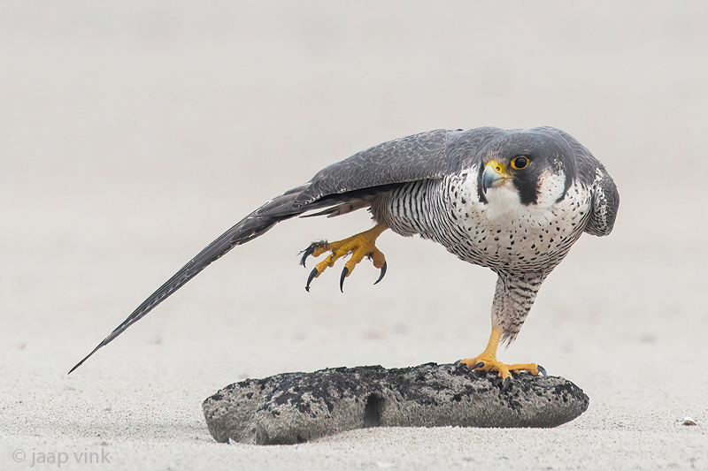 Peregrine - Slechtvalk - Falco peregrinus