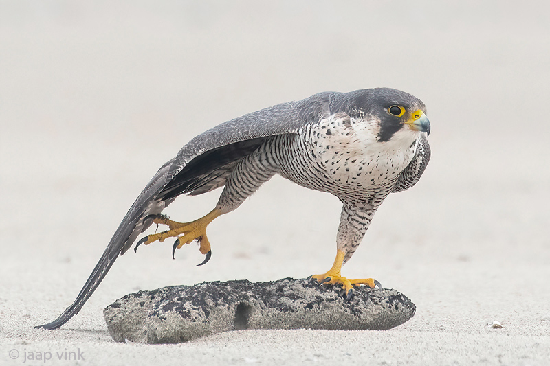 Peregrine - Slechtvalk - Falco peregrinus