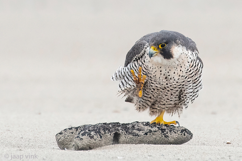Peregrine - Slechtvalk - Falco peregrinus