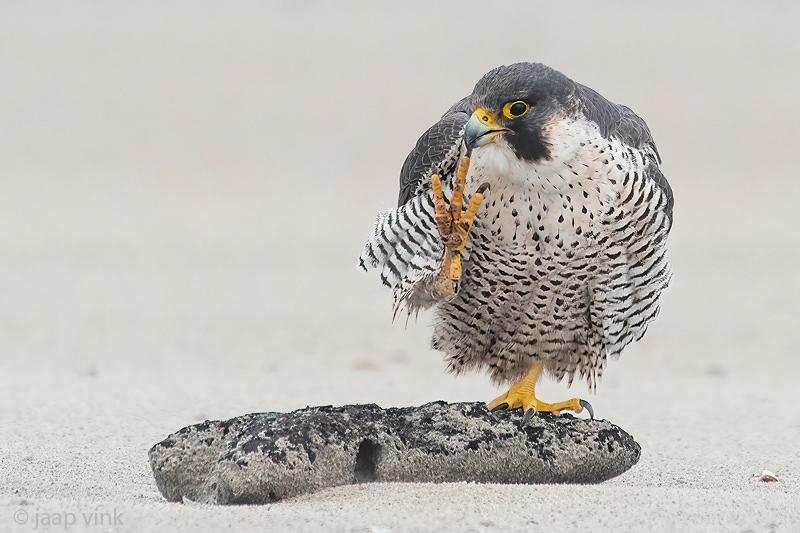 Peregrine - Slechtvalk - Falco peregrinus