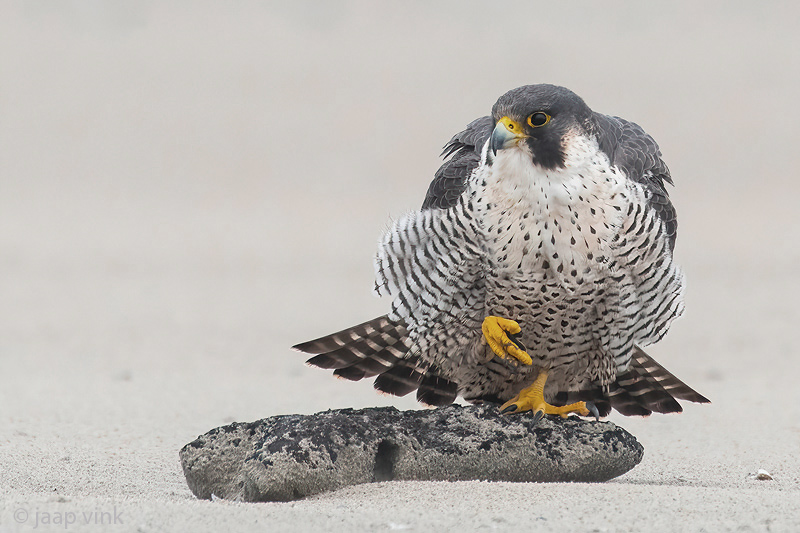 Peregrine - Slechtvalk - Falco peregrinus