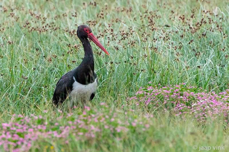 Black Stork - Zwarte Ooievaar - Ciconia nigra