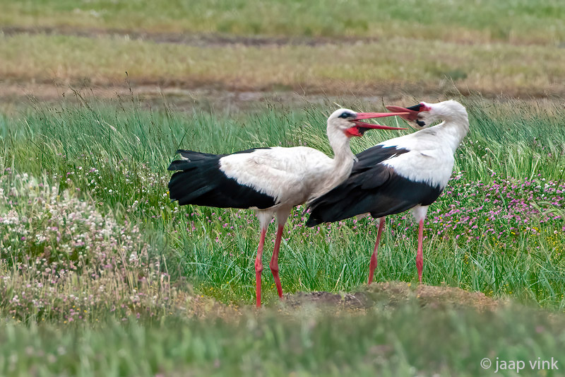 White Stork - Ooievaar - Ciconia ciconia