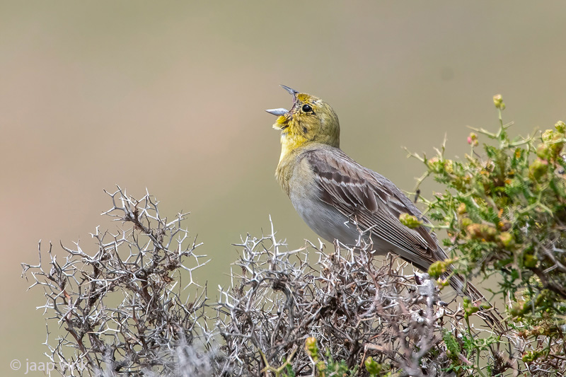 Cinereous Bunting - Smyrnagors - Emberiza cineracea