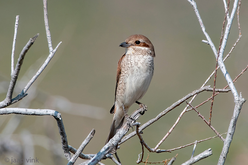 Red-backed Shrike - Grauwe Klauwier - Lanius collurio