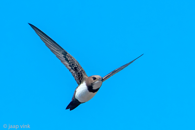 Alpine Swift - Alpengierzwaluw - Tachymarptis melba