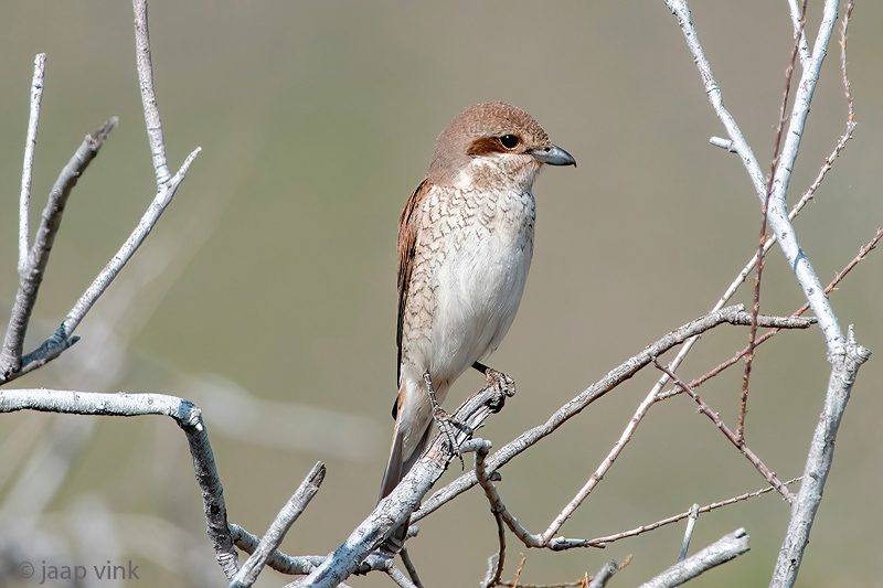 Red-backed Shrike - Grauwe Klauwier - Lanius collurio