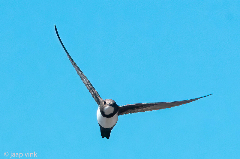 Alpine Swift - Alpengierzwaluw - Tachymarptis melba